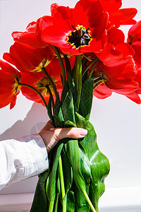 女性手捧着一束红色郁金香 花店在工作 女人做花束 春天的花朵 爱 美丽的图片