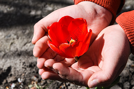 大自然手中的红郁金香 女人手中一朵美丽的开放红郁金香 春天 女士图片