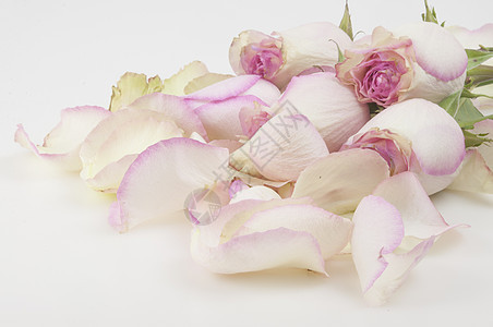 白色背景的单粉红玫瑰 有影印空间和布局的节日礼品卡 浪漫的 木头图片
