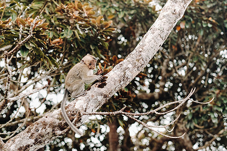 一只野生活猴坐在毛里求斯岛的一棵树上 毛里求斯岛丛林中的猴子 非洲 哺乳动物图片