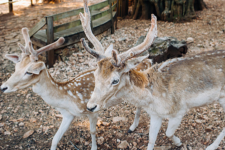 希腊泽克辛托斯岛的动物园和保留地 绿石露天自然保护区的鹿 草 男性图片