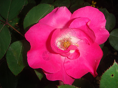 在花园里 美丽的粉红色玫瑰图片