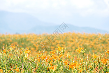 60岩山 Liushidan山 上美丽的橙色日光花田 蓝天空和云彩 Fuli Hualien 台湾 关闭 复制空间 假期 岩石图片