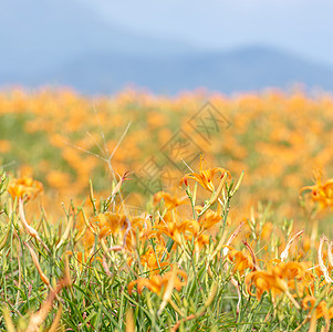 60岩山 Liushidan山 上美丽的橙色日光花田 蓝天空和云彩 Fuli Hualien 台湾 关闭 复制空间 绽放 六十图片