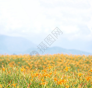 60岩山 Liushidan山 上美丽的橙色日光花田 蓝天空和云彩 Fuli Hualien 台湾 关闭 复制空间 风景 萱草图片