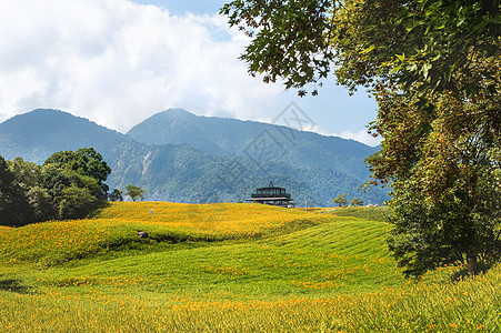 60岩山 Liushidan山 上美丽的橙色日光花田 蓝天空和云彩 Fuli Hualien 台湾 关闭 复制空间 乡村 橙子图片