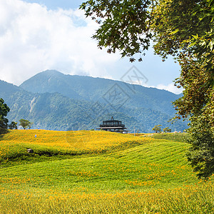 60岩山 Liushidan山 上美丽的橙色日光花田 蓝天空和云彩 Fuli Hualien 台湾 关闭 复制空间 百合科 季节图片