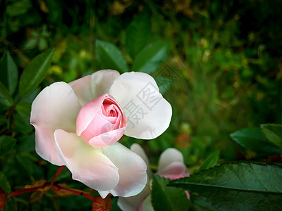 在花园中黑暗背景的美丽的粉红色玫瑰 适合在生日 情人节和母亲节打贺卡的背景上穿戴遮羞彩色图片