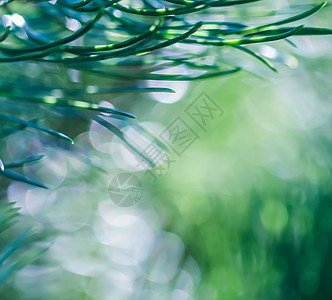 松树绿针的纹理背景图案与雨滴 散景与光反射 模糊 晴天图片