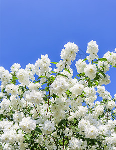 花园里有茉莉花 在蓝天上用白花把树枝关闭 天堂 叶子图片