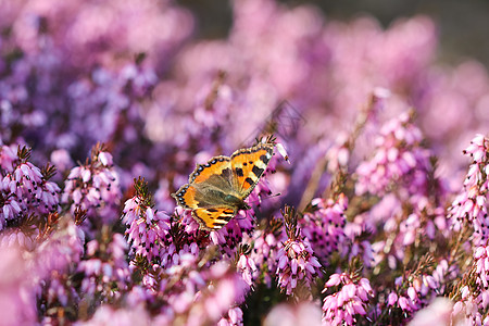平克·埃丽卡·卡内亚花朵 冬光 和春天花园的蝴蝶 希思 亚灌木图片