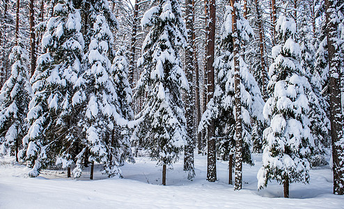 冬季圣诞节期间 在阳光明媚的寒冷日子里 云杉林覆盖着新鲜的雪 十二月 天气图片