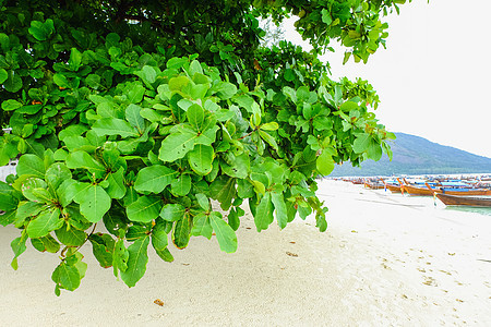 海边海滩上的绿树叶图片
