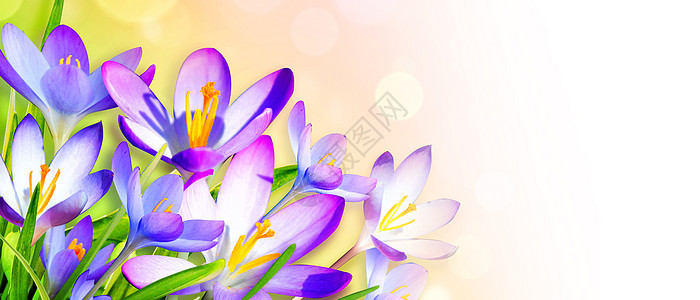 在阳光明媚的春天 温柔地关注紫花朵 冬天 园艺图片