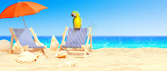 热带沙滩上的鹦鹉 在太阳下 在雨伞下的甲板椅子上 海 坐着图片