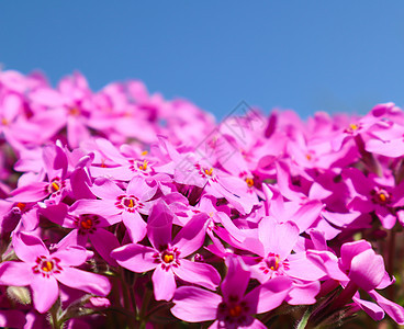 春天美丽的粉红色花朵 Phlox 园艺 紫色的图片