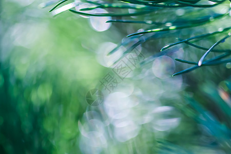 松树绿针的纹理背景图案与雨滴 散景与光反射 植物 柔软度图片