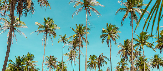 蓝天下的椰子树 复古背景 旅行卡 复古色调 柔焦 天堂 日落图片