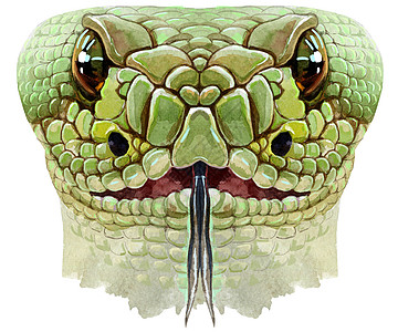 白色背景下孤立的蛇星座人物水彩插图图片