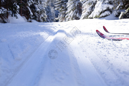 冬季雪林的跨国滑雪活动 攀登 冰 森林 风景 寒冷的图片