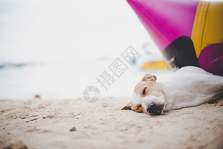在香蕉船附近的海滩上睡觉的狗 动物和节假日度假的概念 还有假期图片