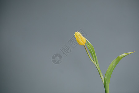 灰色背景的黄色郁金香 母亲节图片