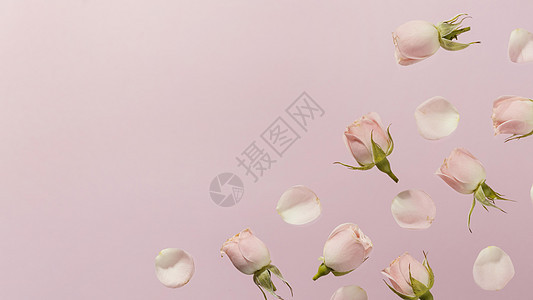 平躺着粉红色的春天玫瑰 高品质照片图片