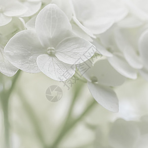 白花的背景 花朵的Hydrangea或时尚 霍滕西亚 假期图片