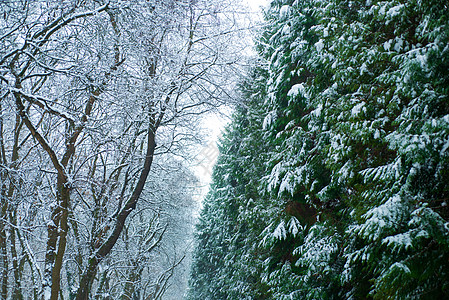 新年广告被雪覆盖的树枝 自然装饰 清新的空气 享受大自然 假期快到了 第一场雪 冬季活动 新年和圣诞贺卡 在冬季复制广告空间背景