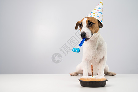 小狗杰克·罗素·泰瑞 穿着生日帽 在白色背景上吹口哨 这只小狗坐在蜡烛馅饼前的桌子上 吐司 派对图片