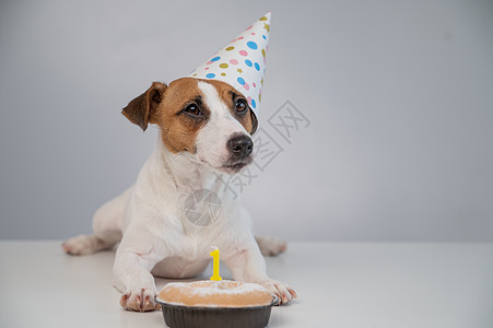 一只戴着节日帽的可爱狗坐在蛋糕前 蛋糕上点着一根燃烧的蜡烛 杰克罗素梗正在庆祝他的生日 馅饼 动物图片