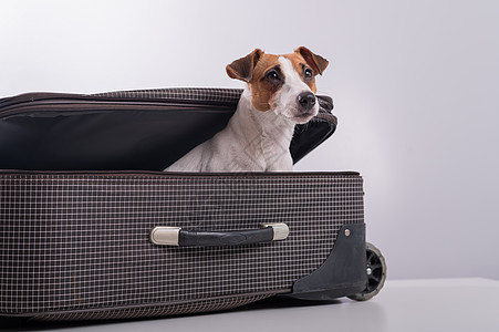 这只狗藏在白色背景的手提箱里 杰克·罗塞尔·泰瑞尔从行李袋里偷看 可爱的 隐藏图片