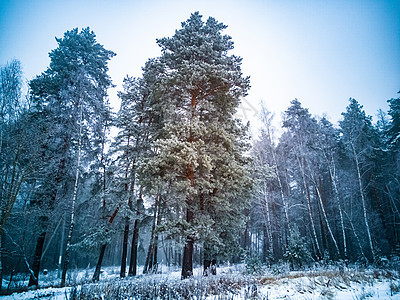 高大的针叶树 在雾和雪中有霜和雪 阴沉的冬天针叶林 创意焦点 自然 枝条图片