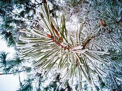 覆盖着霜和雪的松枝上的云杉绿色针叶 特写 冬季针叶林 环境 假期图片