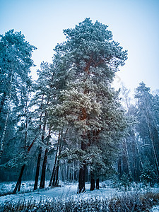 高大的针叶树 在雾和雪中有霜和雪 阴沉的冬天针叶林 创意焦点 雪花 覆盖图片
