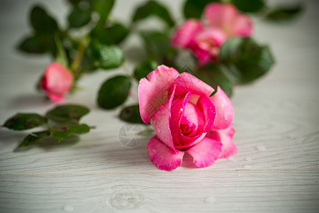 木制桌上的粉红色美丽的夏日玫瑰 女士 开花 爱图片