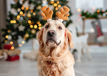 圣诞时金色猎犬 展示 家 礼物 圣诞老人 冬天 哺乳动物 金的图片