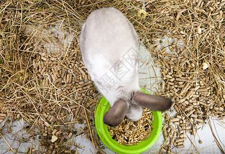 在灰白色灰色笼子的家庭装饰兔子 兔子从一个绿色的碗里吃东西 一系列可爱毛茸茸的啮齿动物宠物的照片 小复活节假期符号 复活节兔子 图片