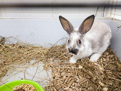 在灰白色灰色笼子的家庭装饰兔子 兔子从一个绿色的碗里吃东西 一系列可爱毛茸茸的啮齿动物宠物的照片 小复活节假期符号 复活节兔子 图片