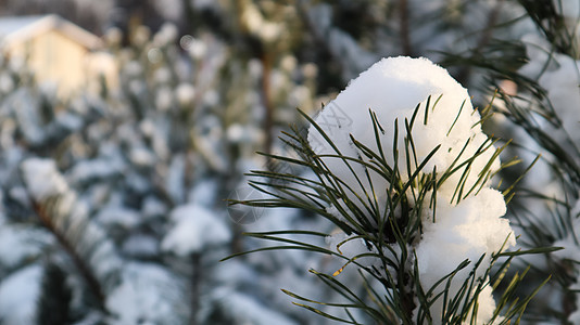 一棵圣诞树的特写镜头 上面飘着小雪花 圣诞树的树枝上覆盖着雪 天然云杉 冬天的背景 明信片 针叶树背景图片