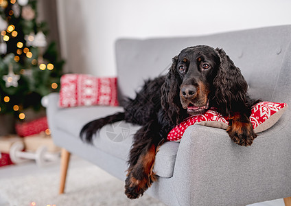 在圣诞节树旁的苏格兰马犬 房间 庆典 美丽的 礼物图片