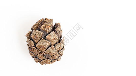 Pine Cone 孤立于白色 关闭带有文本复制空间的圣诞节装饰 郁郁葱葱 冬天图片