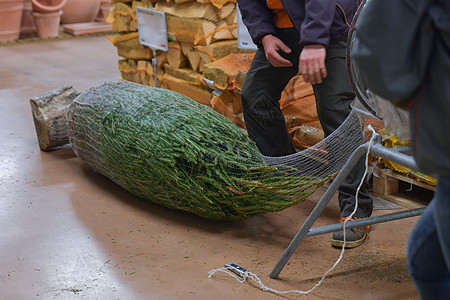 推销员把圣诞树包在塑料网里包装成一棵 冷杉图片