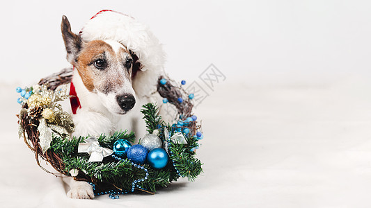 1 戴带圣诞节装饰的帽子的狗图片