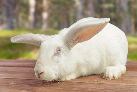 户外白兔子图片