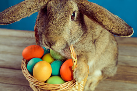 可爱的复活兔子 野兔 蓝色的 棕色的 宠物 复活节 柔软度图片