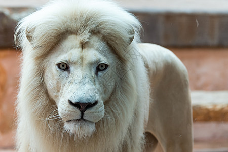在动物园的白狮子 透过玻璃看小姑娘 为孩子做活动学习 危险的 女性图片