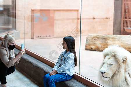 在动物园的白狮子 透过玻璃看小姑娘 为孩子做活动学习 假期 毛皮图片