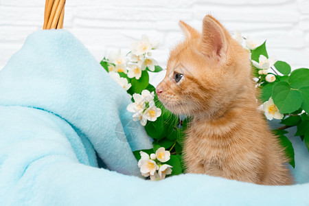 一只小红小猫咪舒适地躺在一条蓝色的毯子里 有复制空间 照顾宠物 春假 复活节的概念图片