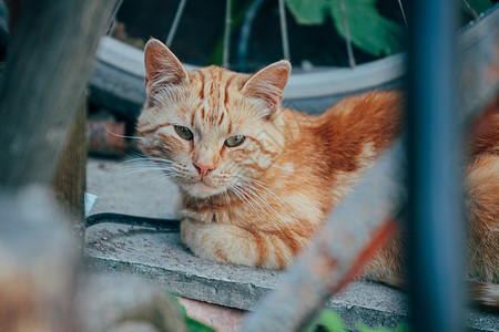 夏天在院子里的红猫背景图片